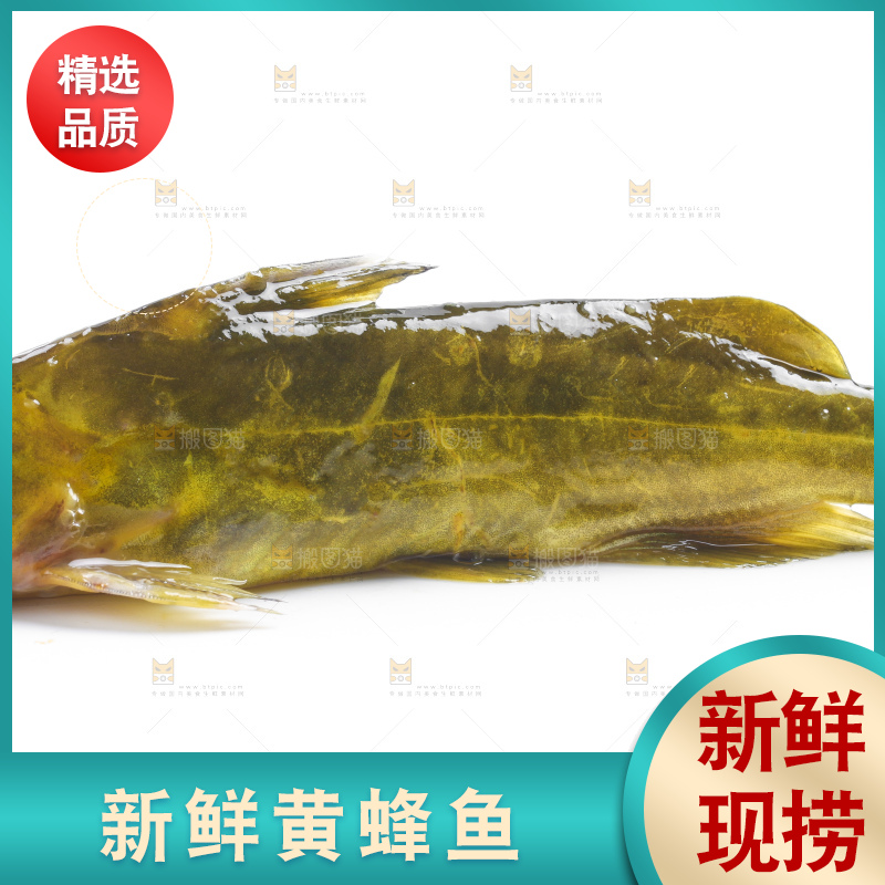 白底上放着黄蜂鱼