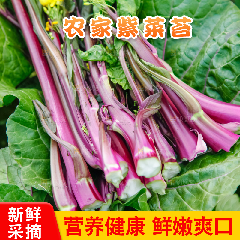 手里拿着紫菜苔