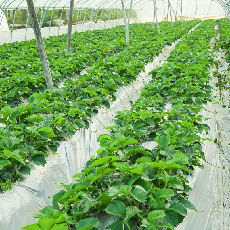 草莓种植基地