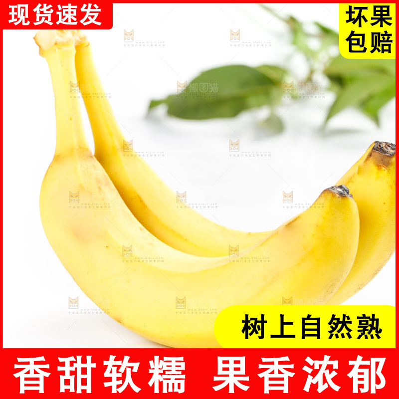 白底上摆放着高山甜香蕉