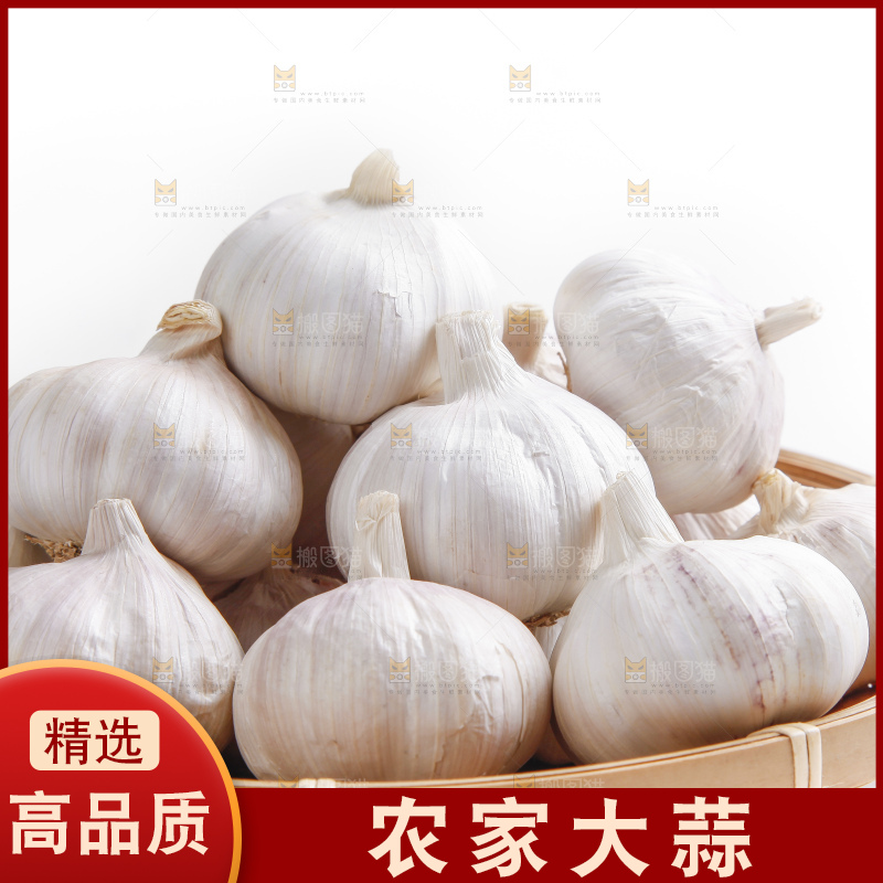 白底上的山东大蒜头