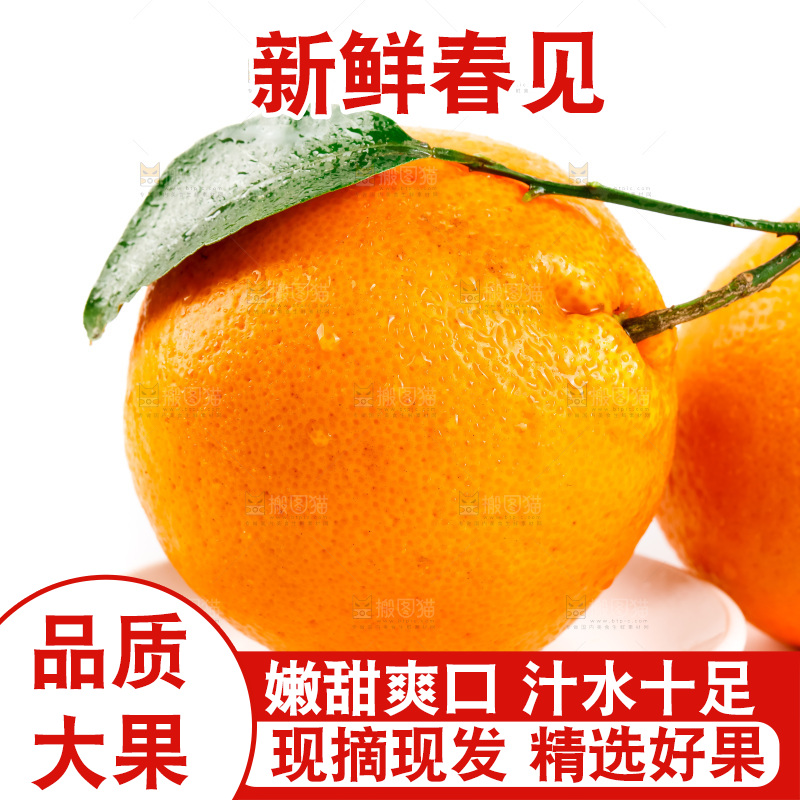 白底上的春见耙耙柑