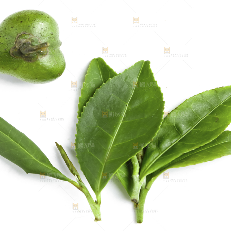 白底上放着绿茶叶
