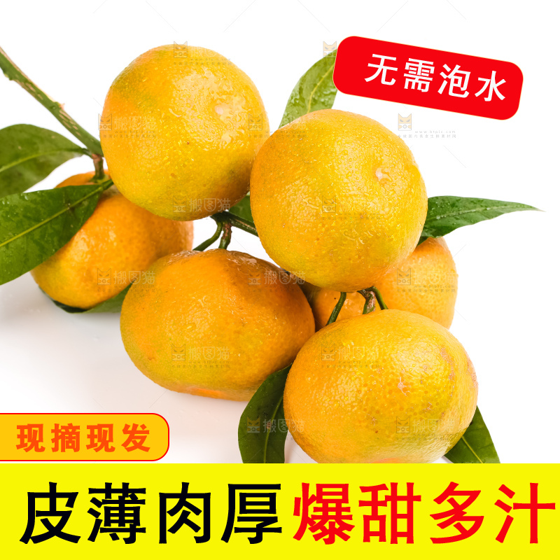 白底树枝上的新鲜皇帝柑