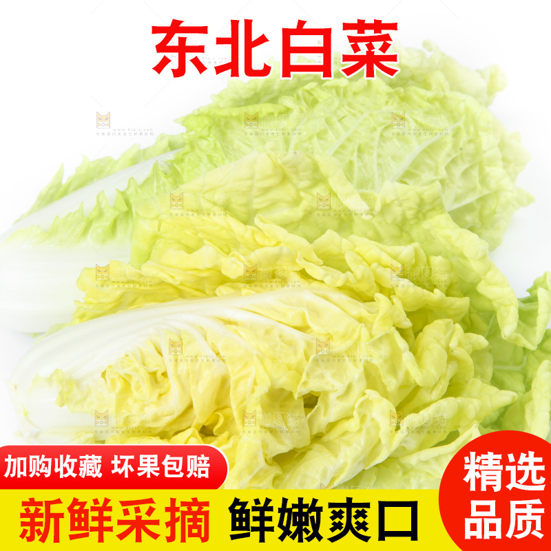 白底上放着大白菜