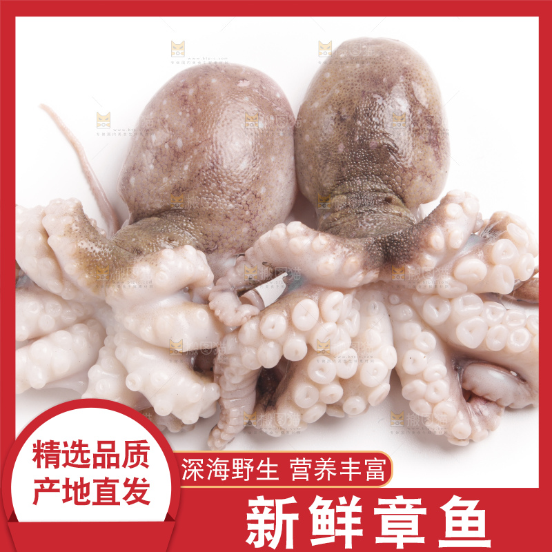 白底上的章鱼