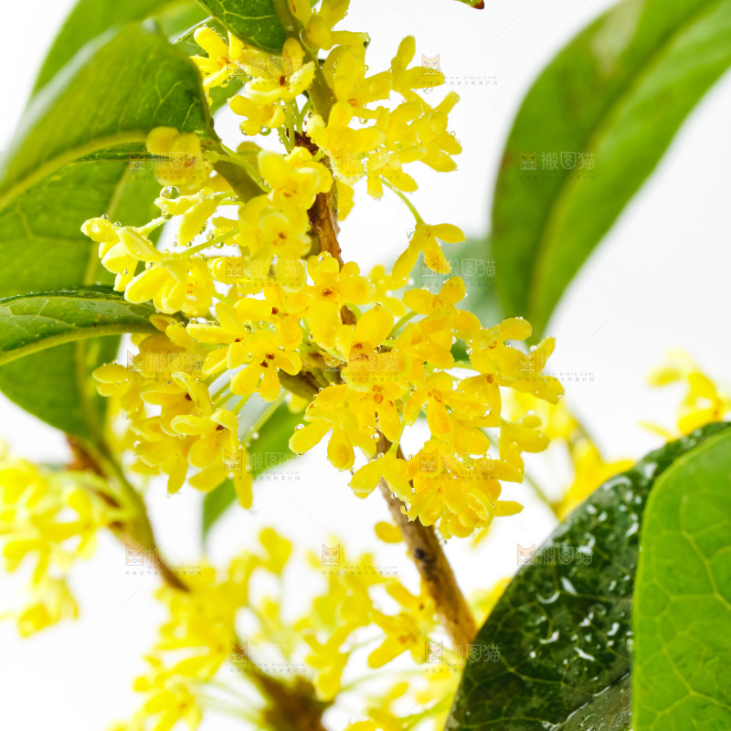 白底上放着新鲜桂花