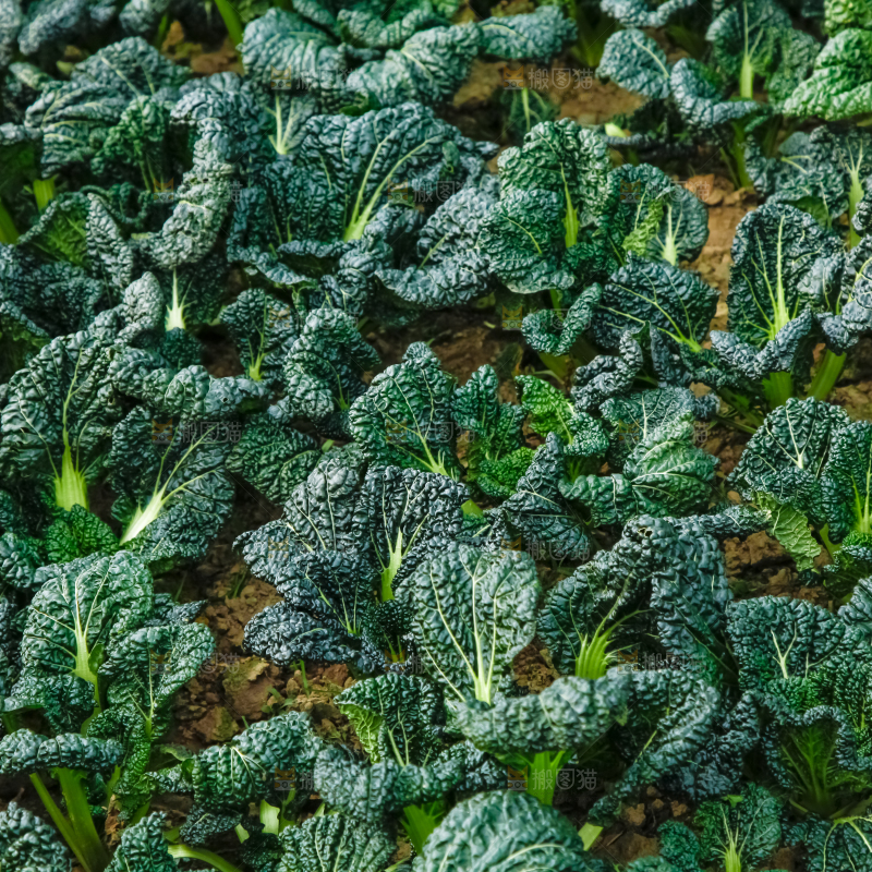地里种着蔬菜