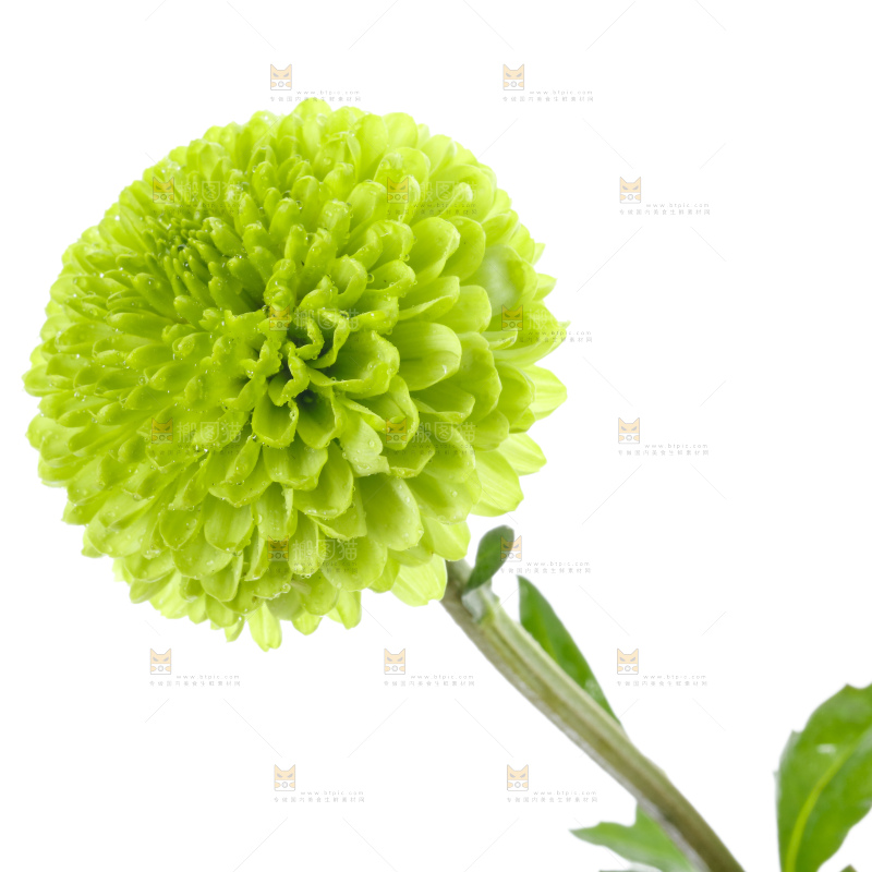 白底上放着绿色绣球菊