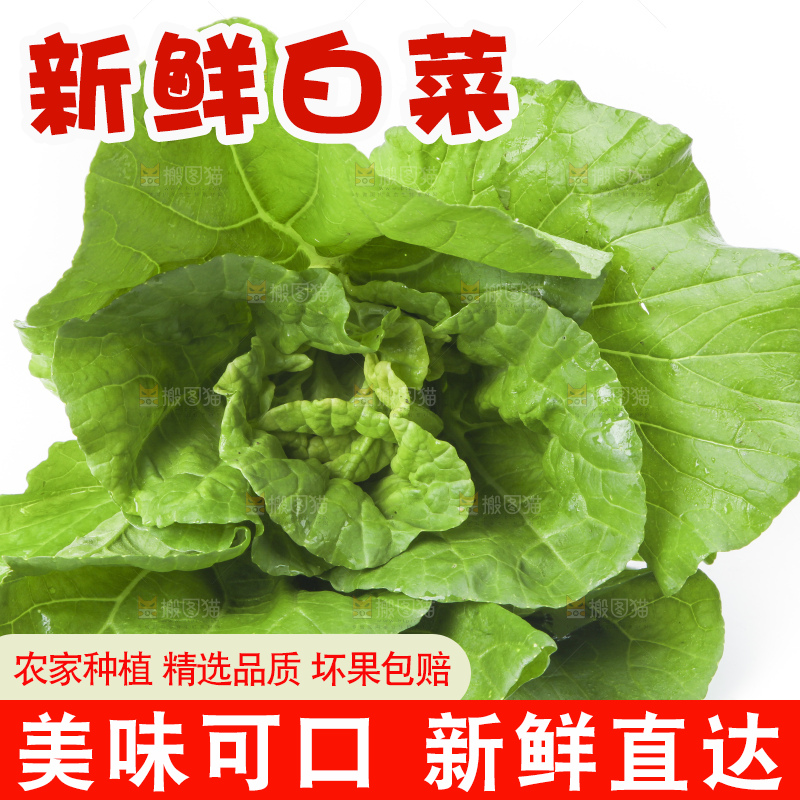 白底上放着大白菜