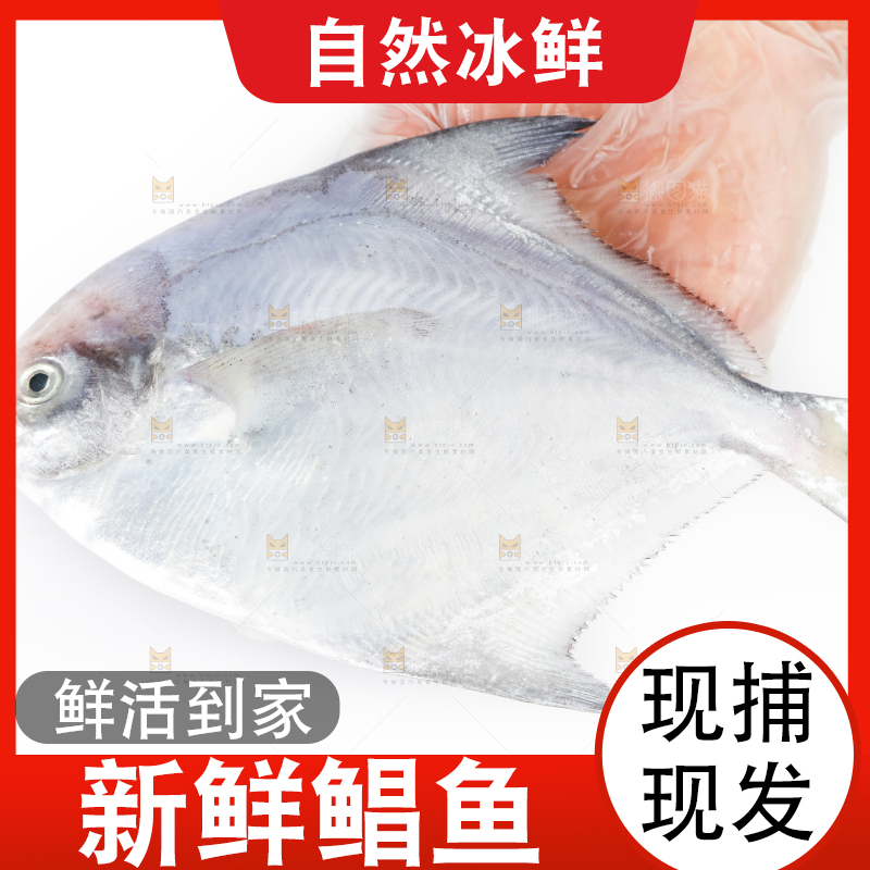 手里拿着野生银鲳鱼