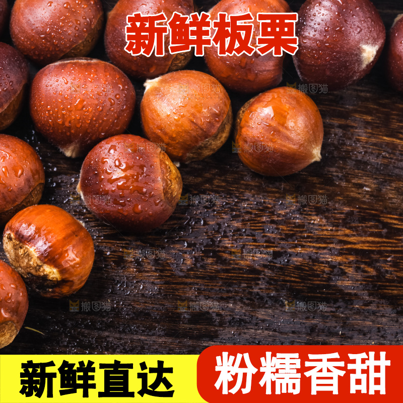 木底上的迁西板栗