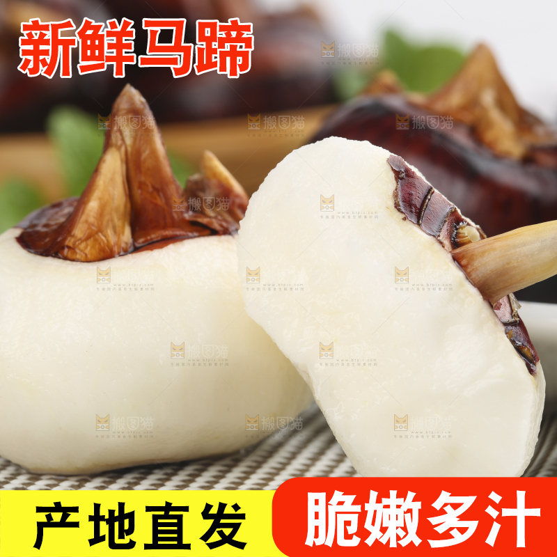 浅底上的马蹄果