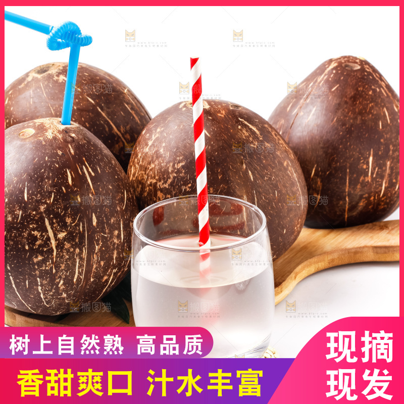 浅底上的老椰子