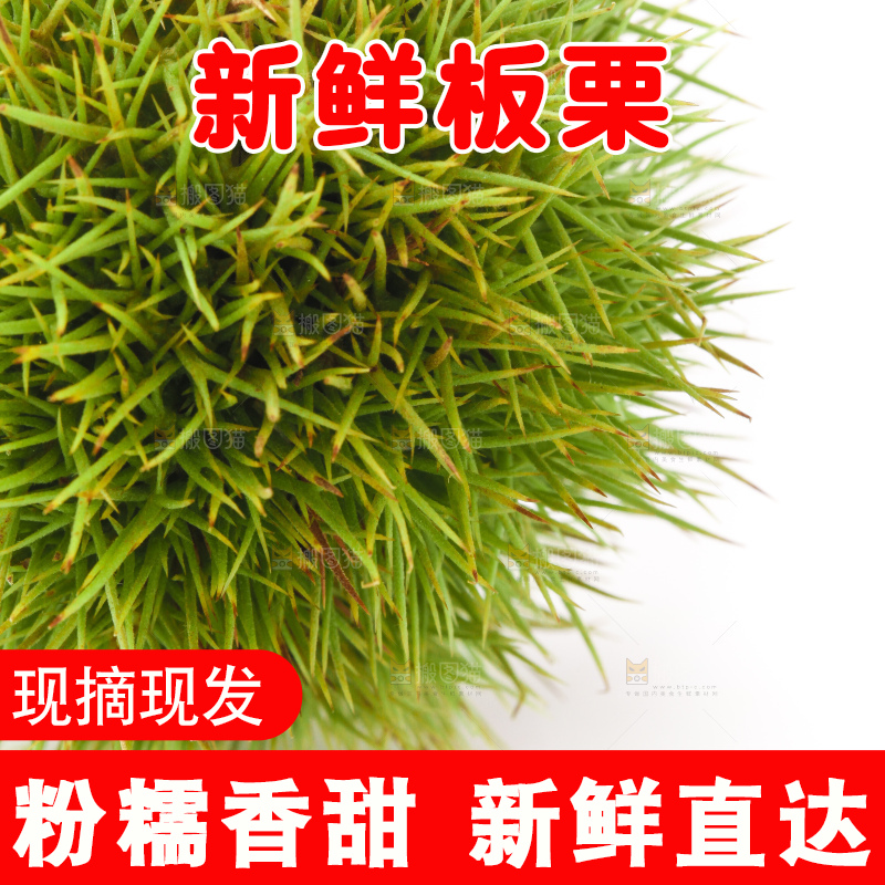 白底上放着迁西板栗