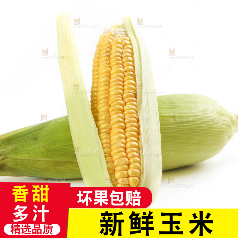 白底上放着黄玉米