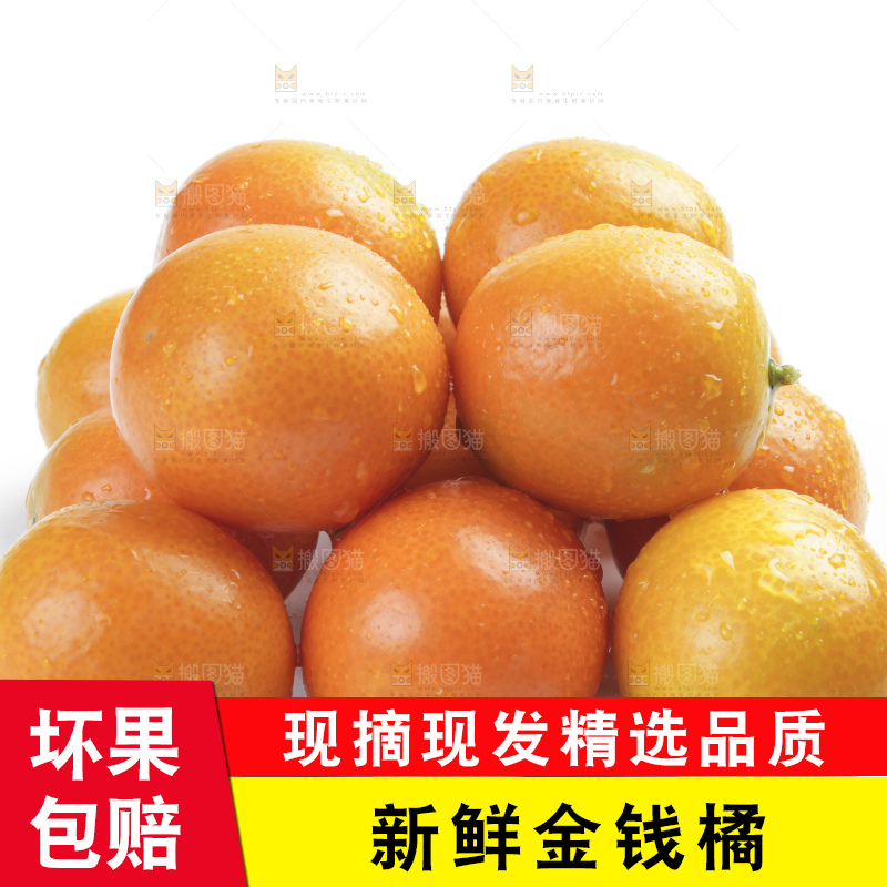 白底上的金钱橘