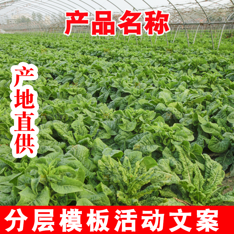 莴苣种植基地