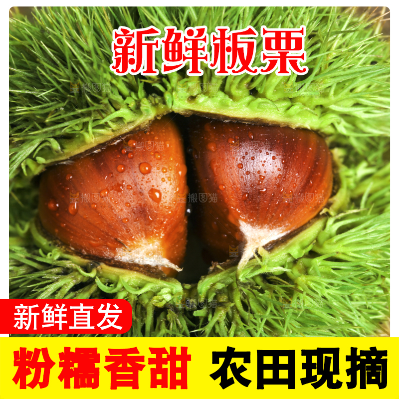 木底上的迁西板栗