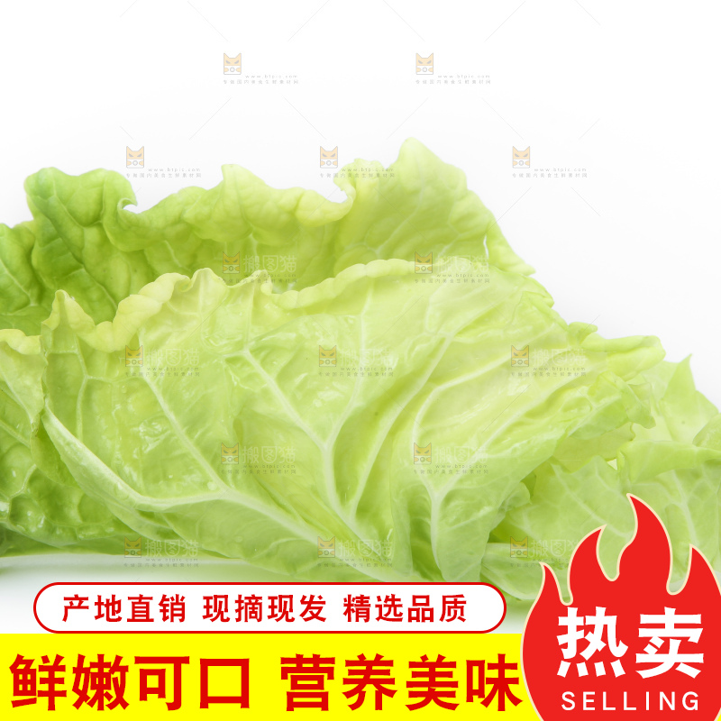 白底上放着大白菜