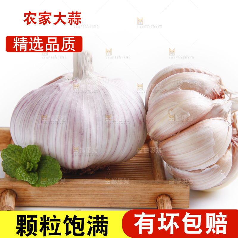 白底上的山东大蒜头