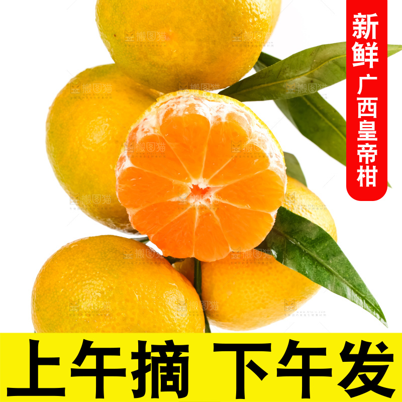白底树枝上的新鲜皇帝柑