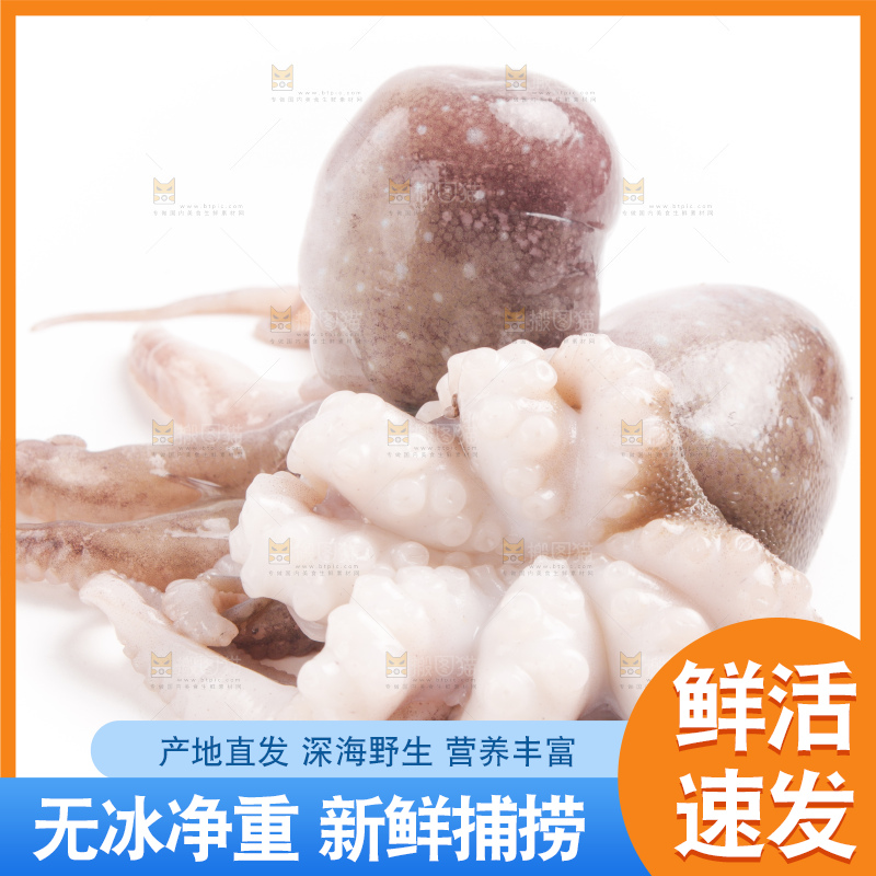 白底上摆放着小章鱼