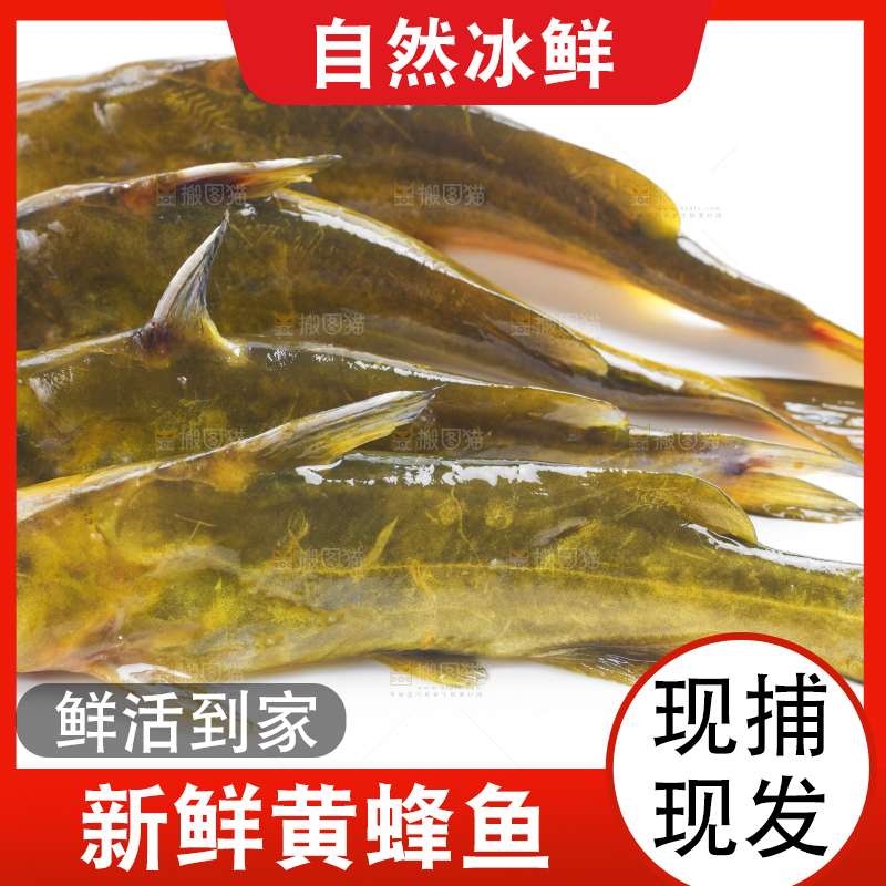 白底上放着黄蜂鱼