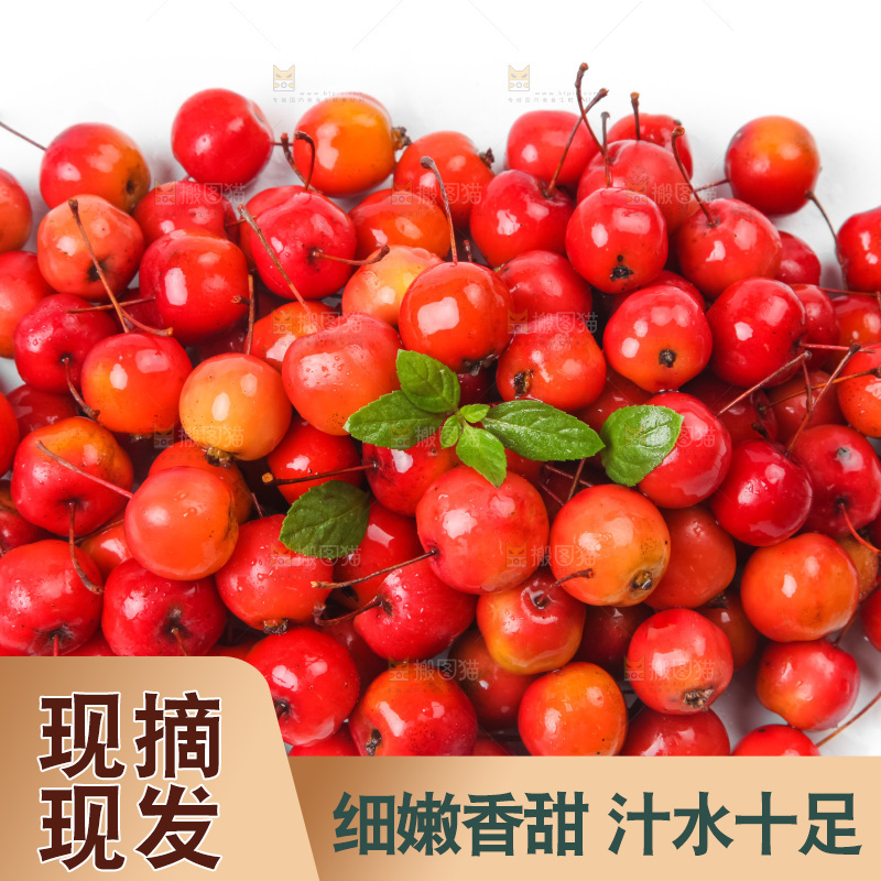 白底上的东北海棠果