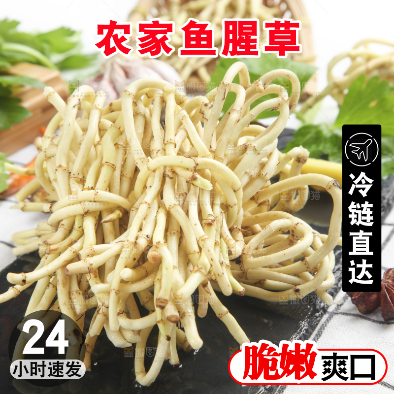 石板上的鱼腥草