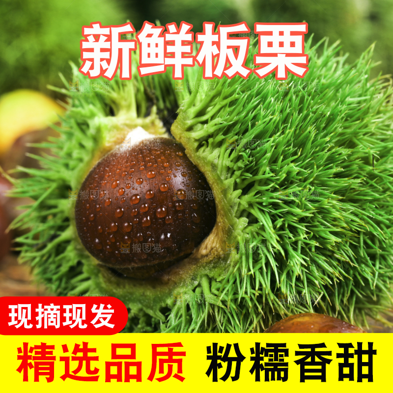 木底上的迁西板栗