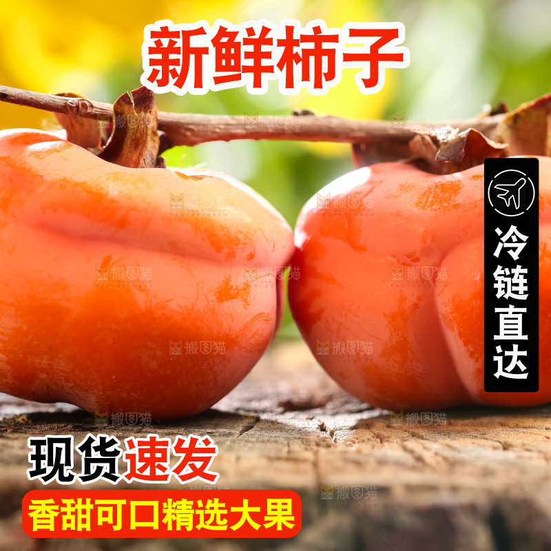 木底上的磨盘大柿子