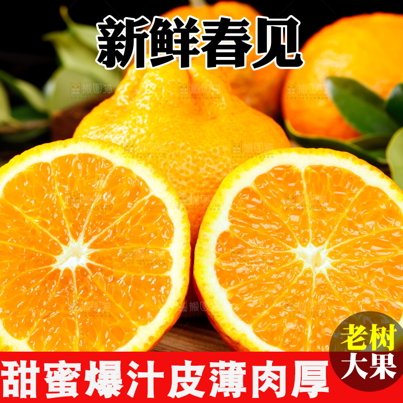 竹底上的春见耙耙柑