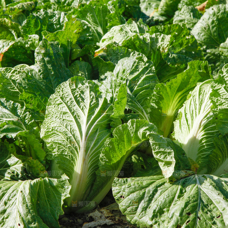 地里种着蔬菜