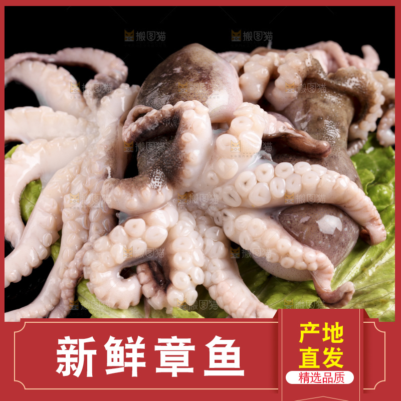 黑底上放着大连章鱼
