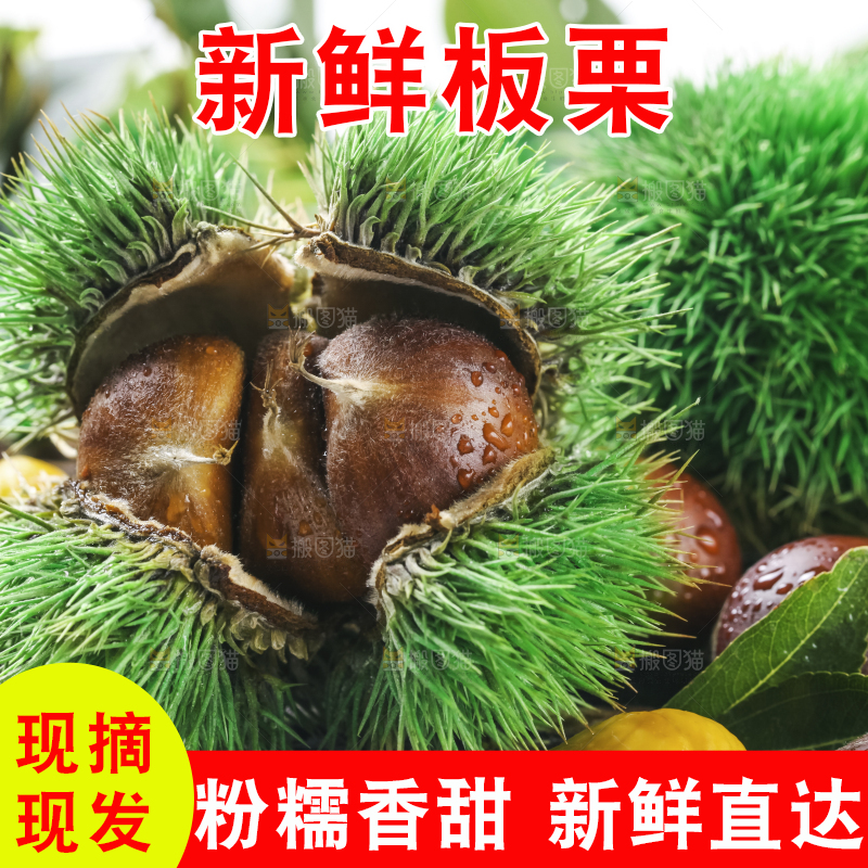 木底上的毛栗子