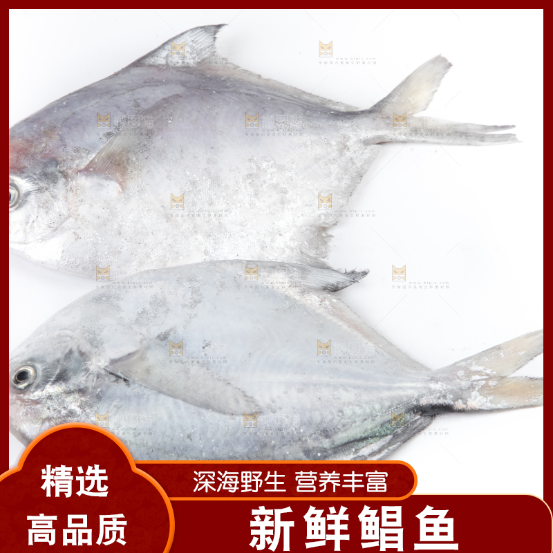 白底上的银鲳鱼