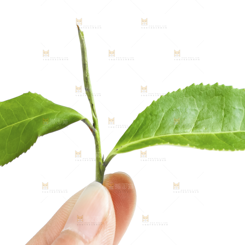 白底上的茶叶