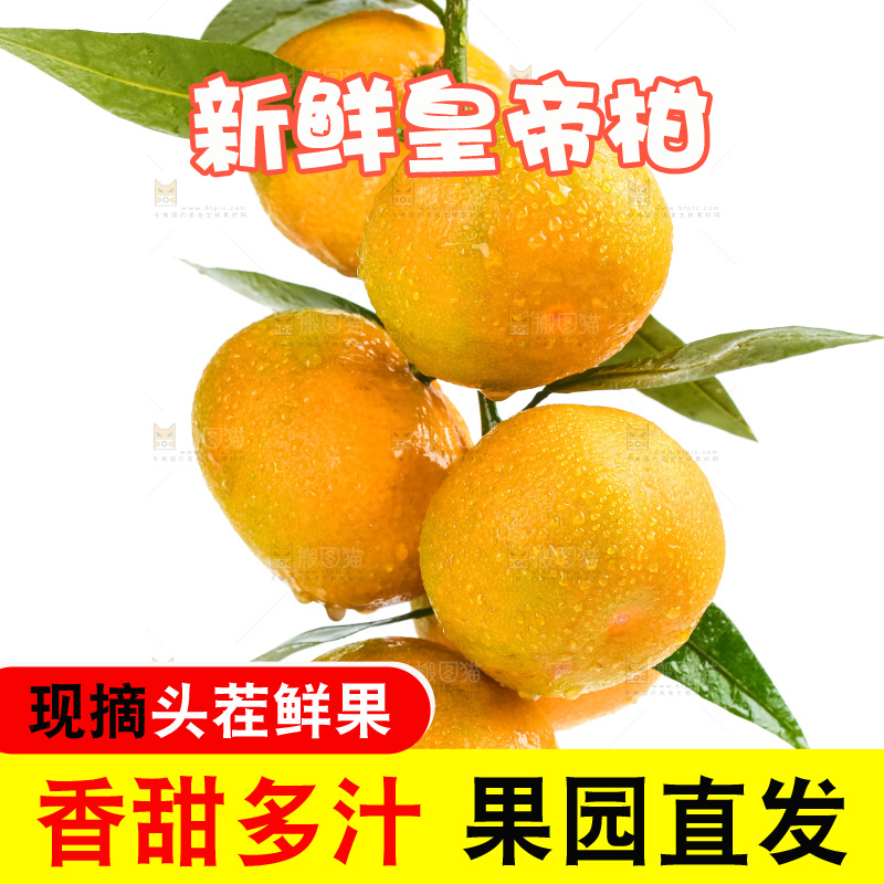 白底树枝上的新鲜皇帝柑