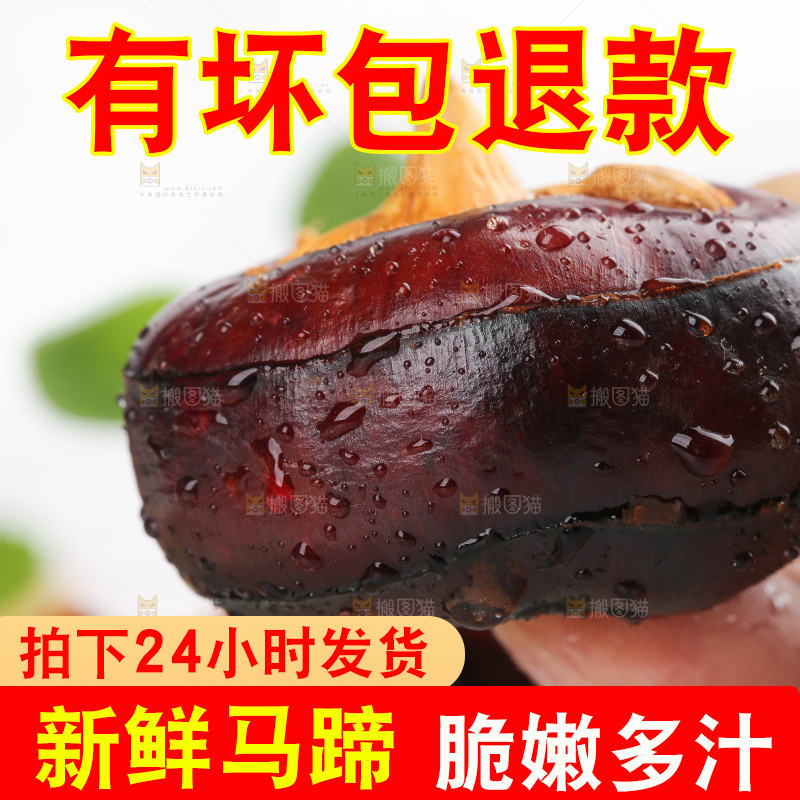 手里拿着湖北新鲜马蹄