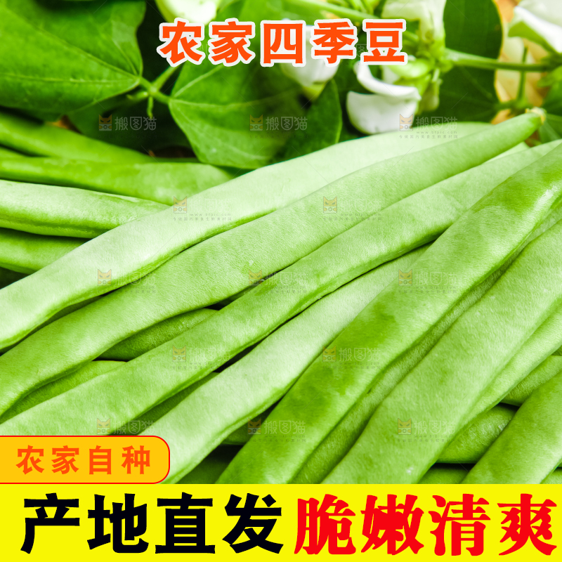 白底上的四季豆