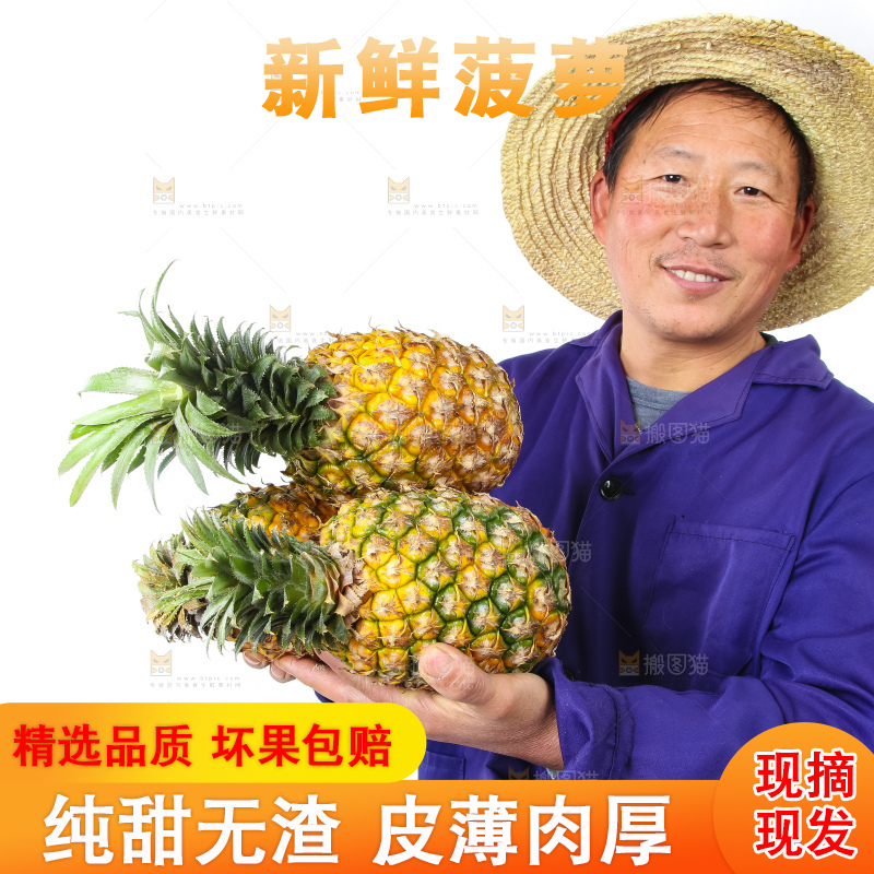 农民手里拿着香水菠萝