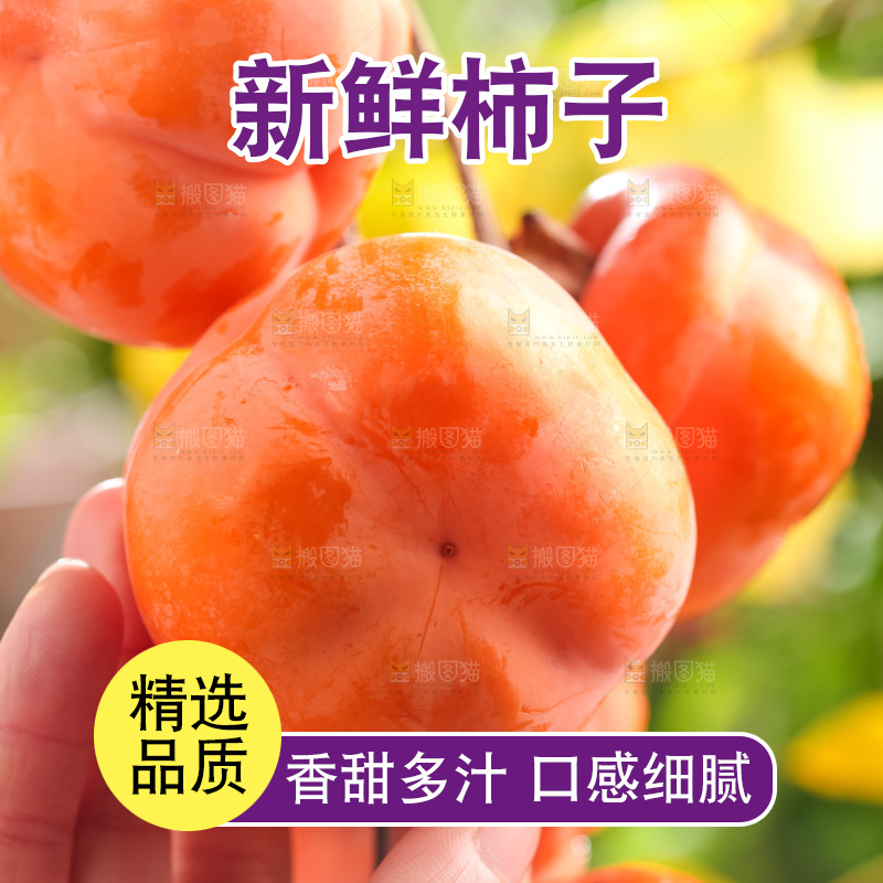 树枝上挂着磨盘柿