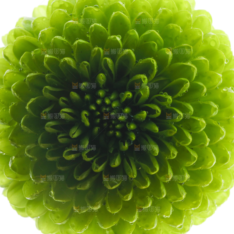 白底上放着绿色绣球菊