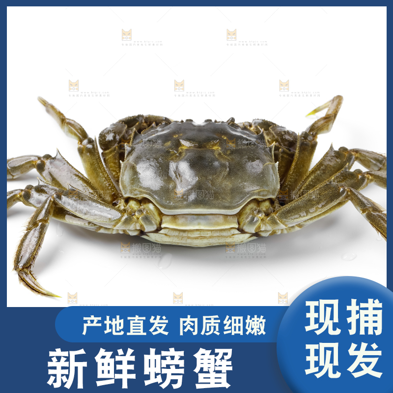 浅底上的鲜活螃蟹