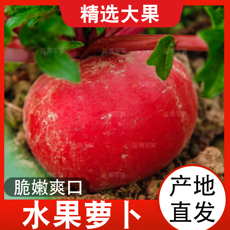 地里种着红萝卜