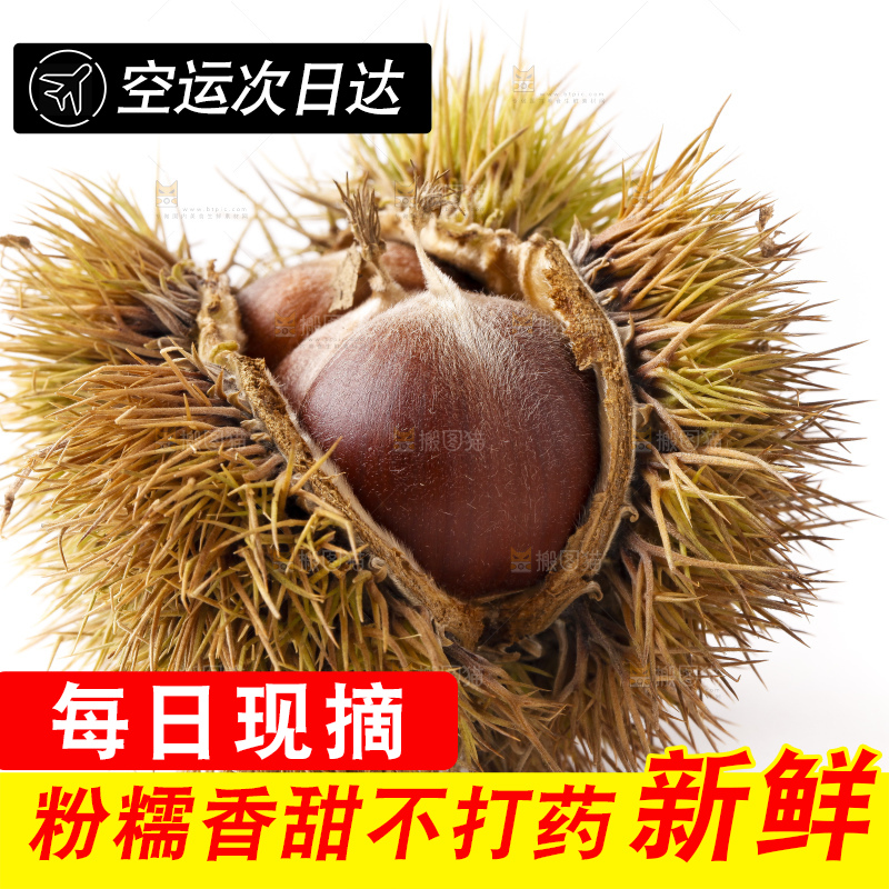 白底上放着迁西板栗