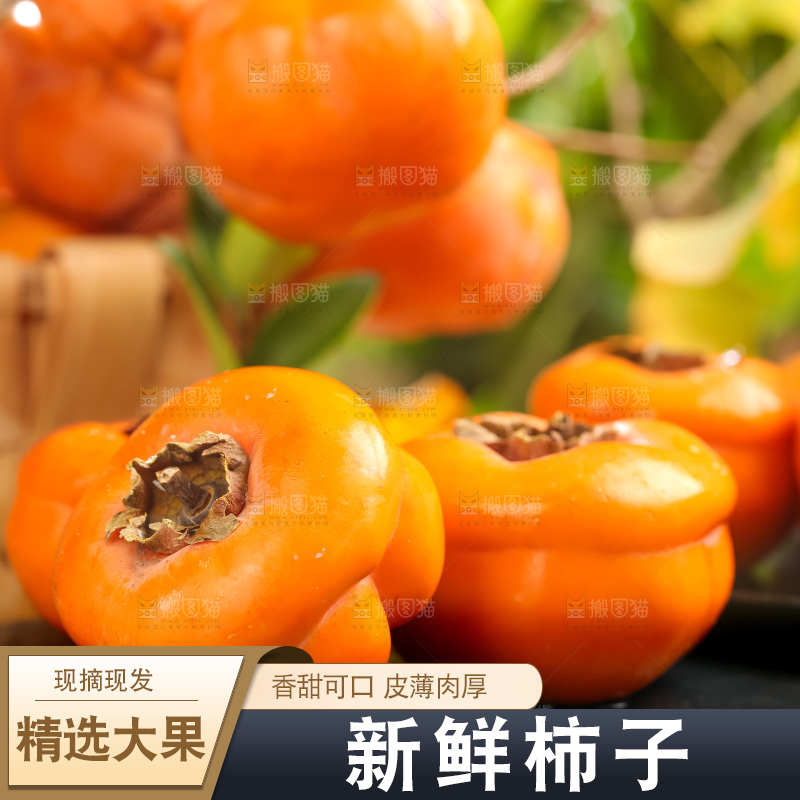 黑石板上放着易县磨盘柿
