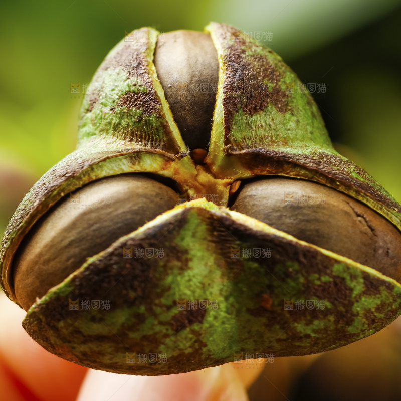 手里拿着新鲜茶树果