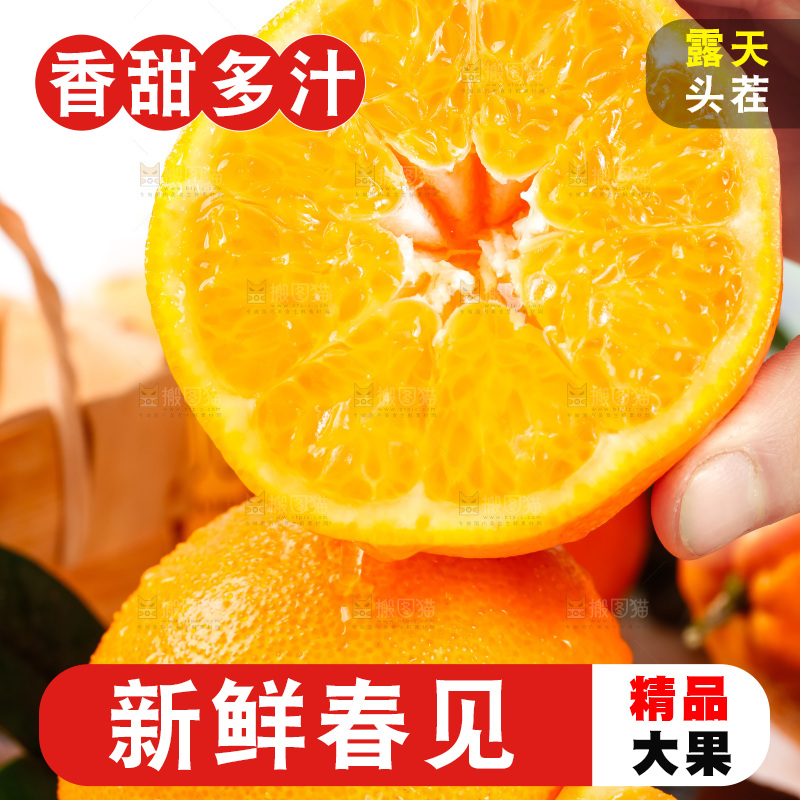 手里拿着新鲜春见